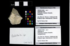 Foto (Objekt + Etikett) von Galatheites sp.  (NHMW-GEO-1990-0041-4009)